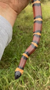 Tamaulipan milk snake; Texas | Justin Doll