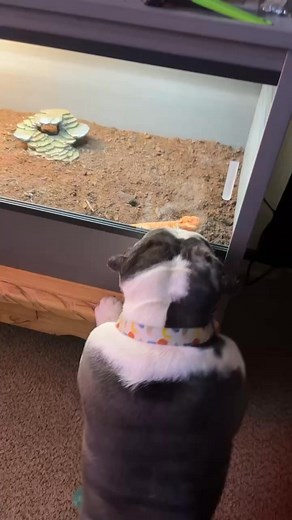 #Beardeddragon #pattersonelectric | Raymond Patterson