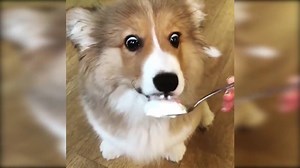 16K views · 327 reactions | Because who can resist ice cream?? Credit: JukinVideo | Pink Boutique | Facebook
