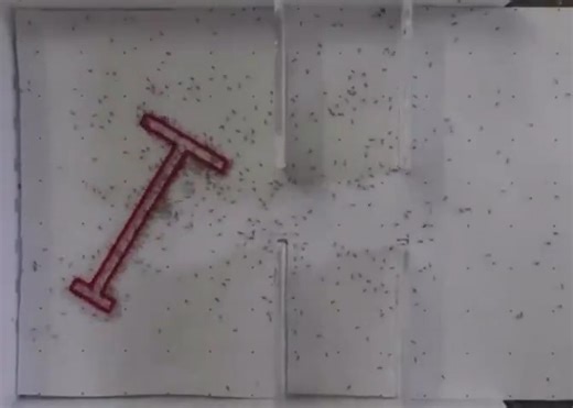 6.1K views · 134 reactions | Formigas fazendo uma manobra inteligente PNAS (Academia Nacional de Ciências)  | Tô no Cosmos | Facebook