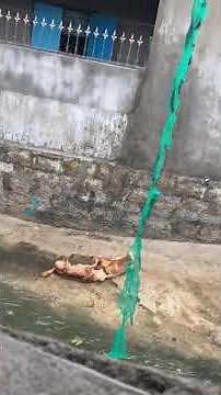 Chó cắn nhau đến chết