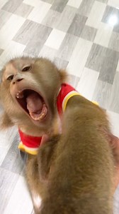 21K views · 582 reactions | Jason Prefer Hold Hand Dad To Avoid Doing House Chores | Monkey Jason | Facebook