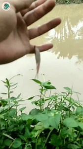 7.8K views · 122 reactions | Mancing liar paki umpan gacor prt dua !? Jangan lupa ikuti trimakasih #mancingliar #mancingketing #mancingwader #mancing | Mancing rawa | Facebook