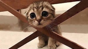 19K views · 770 reactions | OMG So Cute Cats ♥ Best Funny Cat Videos 2021 | Pets Garden TV | Facebook