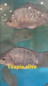 Tilapia aquarium