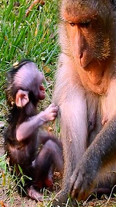 2.4K views · 53 reactions | I'm so hungry milk mummy! Please feed me! | Monkeys Premature | Facebook