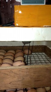 Mag incubate napod tag itlogMJ Sumalinog #nativechicken #NativeChickenFarming | MJ Sumalinog