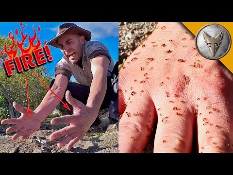 Brave Wilderness | FIRE ANT ATTACK!
