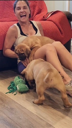 BEAUTIFUL BOERBOEL PUPPIES!! BAYOU BRED BOERBOEL STRONG!! Watch full vid on YT 🎥 (LINK IN BIO)For information or reservations follow, DM or feel free to contact us at 337-592-2821 #reelsfb #boerboels #funnyvideos #boerboel #reel #love #viral #trending #funny #chicago | Jason Drummer