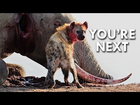 Hyenas Give Birth through a Pseudo Penis