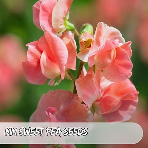 50 MM Sweet Pea Seeds: Heirloom, Fragrant Climbing Pastel Flowers - Etsy Canada