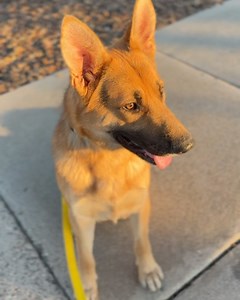 Santa Barbara County Animal Services on Reels