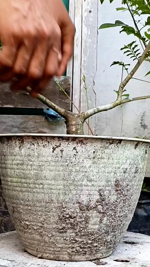 Salam budidaya #tauchi #bonsaitree | Karimun Java