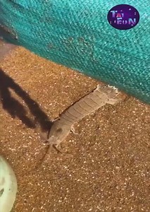 51K views · 162 reactions | Interesting creatures on the beach | DIY | Facebook