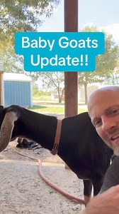 5.8K views · 152 reactions | Update on baby goats out of Freya and Bambi. Should have babies around mid Feb. #ranchlife #goatlife #ranching #goat #nubiangoats #goatsofinstagram #ranch #nubian | Hot Mess Ranch | Facebook