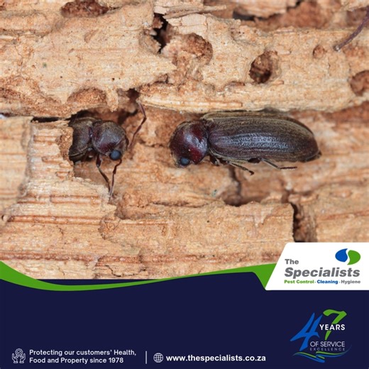 Do you hear ticking in the walls? What about tiny holes in your wood? You might not be alone! Wood borer beetles are silent destroyers. Their larvae tunnel through timber for years, hollowing it from the inside, all without you noticing.🪵🐞 Left undetected, a wood borer beetle infestation can turn beautiful beams, skirting boards, and antique cupboards into dust and seriously dent your wallet with costly repairs. Why are they such a problem? Because they work undercover. 🛑 Don’t wait until the