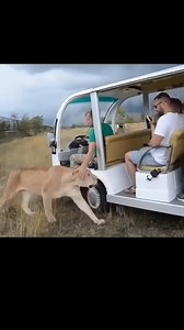 The lioness, with permission, with permission | Dalvis Madagascar Page