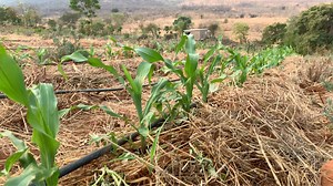 24K views · 909 reactions | How to control weeds organically | Radical Farmer - Organic Farm7 | Facebook