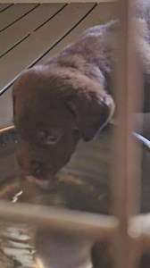 Georgia pups!! | Soggy Acres Retrievers