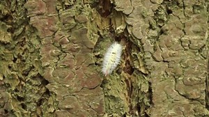 Pale Tussock (Calliteara pudibunda) oruga arrastrándose: video de stock (totalmente libre de regalías) 1110124351 | Shutterstock