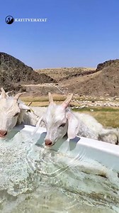 11K views · 39K reactions | Goats Drinking Water 﫰殺 ... #cuteanimals #villagelife #animals #naturallife #nature #köyhayatı #keçi ##hayvansevgisi #animallovers❤️ ● Video desteği için Süleyman Şencan'a teşekkür ederim...‍♂️ | kayitvehayat | Facebook