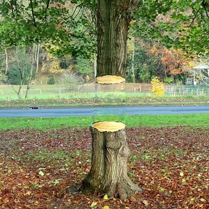 How to Draw - Easy Tree Illusion