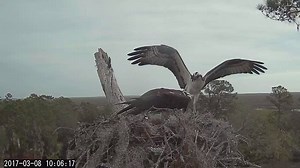 7.8K views · 486 reactions | Atop the Savannah nest, the female calls for a fish delivery from the male Osprey during one of the many courtship feedings we've observed by the male recently. With fish deliveries and copulation on the rise, all indications point to a strong pair-bond forming between these two lovebirds. Watch LIVE at AllAboutBirds.org/GreatHornedOwls | Bird Cams | Facebook
