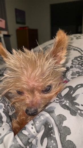 12K views · 739 reactions | When Pipsqueak was still with us, she...