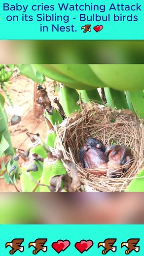 Baby Bulbul Cries After Sibling Attack — Bulbul Nest Behavior