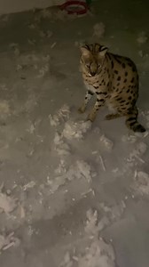 poor prey | Puma London