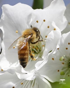 Pollination is a crucial step in the reproductive cycle of flowering...