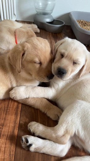 #youvegotafriendinme #bestfriendsforever #doggobestfriends #doggolove #puppytiktok #puppylife