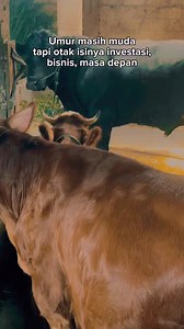 4.9K views · 96 shares | Sapi Limousine istimewa.. #reels #sapi #fyp #viral #sapisuper #simmetal #limousine #sapiqurban #sapiqurban2024 #cow #shortvideo #sapimewah #irfanhakim #setiafarm #sapijumbo #sapisuper #sapiindonesia | Tono Chan | Facebook