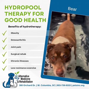 Bear is working hard for a carrot! Hydropool therapy has many health benefits for your pet... and is a great Alternative Veterinary Medicine drug-free therapy! 803-739-9333 for more details. #PETSincAltVetMed | PETSinc | Facebook