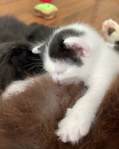 Dis whole spot is mine. No girls allowed ~Blue #fosterkittens #colourkittens🌈 | WhiskersnPurrs