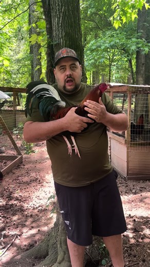 💥💥💥💥Choice of Leiper grey-Sweater cock-Radio cock-Lacy rh cock-Rh grey cock-Kelso cock-Leiper rh cock-Albany stag💥💥💥💥20 donation 25 spots#gamefowllife #gamefowlbreeder #fowl #gamefarm #gamefowl