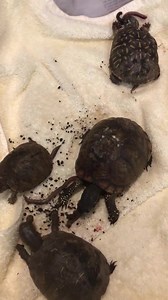 Turtle breakfast! | Wild Heart Ranch