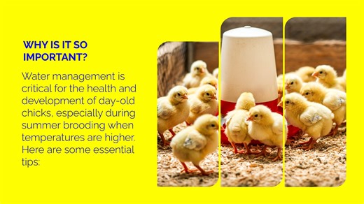 2.9K views · 143 reactions | Water management is critical for the...