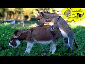 Parade amoureuse de CAROLINE & JUSTIN