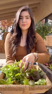 Tis the season for salad GREENS 🥬 Cut and come again- This is a harvesting method used with various greens and veggies that will extend your harvesting season. Instead of harvesting a whole head of lettuce you take what you need and the plant will keep producing for you. This diminishes waste and ensures you have fresh salads coming from the garden for a longer period.. Take from the outer leaves leaving at least 1/3 ish 😂 of the plant near the crown intact. This is definitely my preferred met