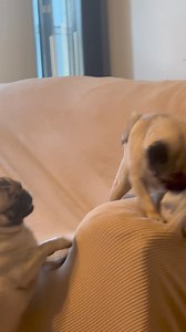 If you have socks you don’t need we will take it 🤣🐾🐾🤣🐶 | Pug Philosophy