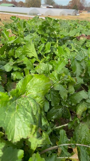 6.1K views · 60 reactions | Fresh Turnips 塞 | Garrett Farms | Facebook