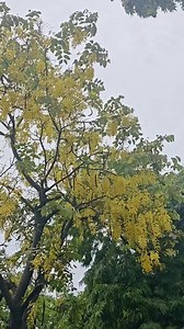 Golden shower tree #tree #nature #viral #trending | Blooming Nature Tales