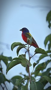 2.9K views · 67 reactions | Painted Bunting | Srikanth Boga Photography | Facebook
