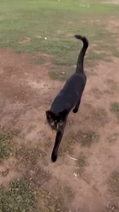 39K views · 3.8K reactions | Who has seen the movie labyrinth? We had this in our story but realize ppl were missing Luna so posted here where more ppl will see her  #cats #farm #livestockguardiandog | Raventree Ranch | Facebook