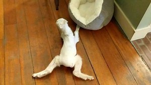 Saturdays | GoatsofAnarchy