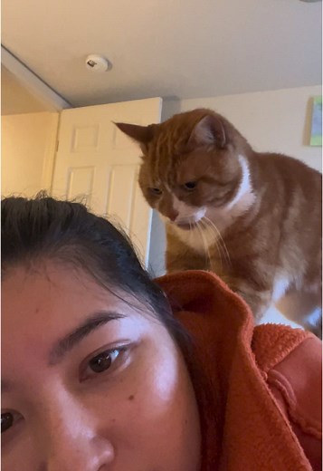Earning his keep #cat #biscuits #massage