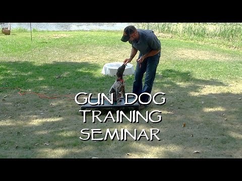 Place Training for your Dog in 3 Easy Steps - Upland Bird Dog Training