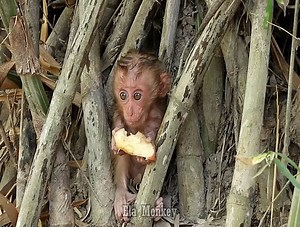 7.3K views · 496 reactions | Today I brought an apple to an orphaned monkey near a bamboo grove. | The Story Daily | Facebook