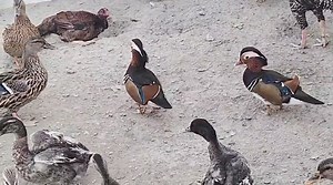 🦆 Mandarin Duck 🦆 Okay Sangi Sahab Ap K 2 Female Cargo Ho Jai Ga | Pakistan Deer Farm